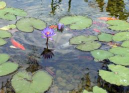 koi with lily pad