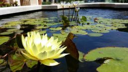 lily pond