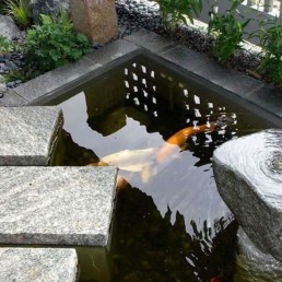 Contemporary Koi Pond