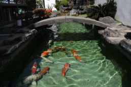 koi pond with stone bridge