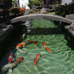 koi pond with stone bridge