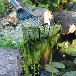 removing blanket weed algae from a garden pond