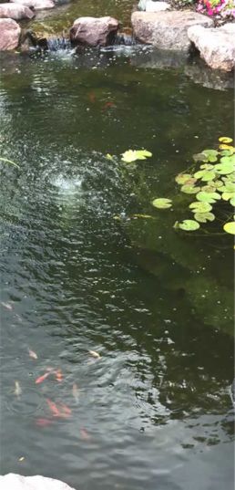 After pond cleaninng
