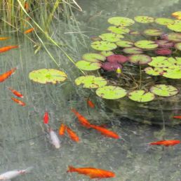 balanced pond water with fish and water lily