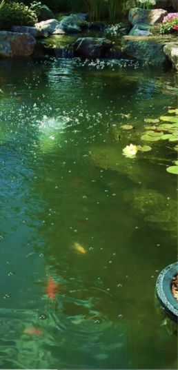 Before pond cleaning