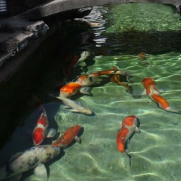 clear pond water with koi fish