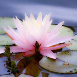 deep water emergent plants - water lily