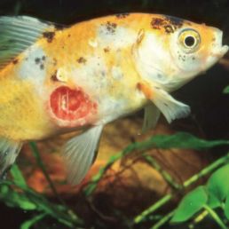 fish bacteria