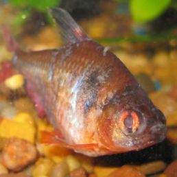 fish fungus