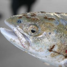 fish lice