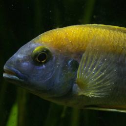 fish parasites