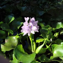flating pond plant - water hyacinth