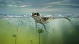 frog swimming in pond water