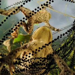 frogs eggs