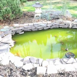 green pond water