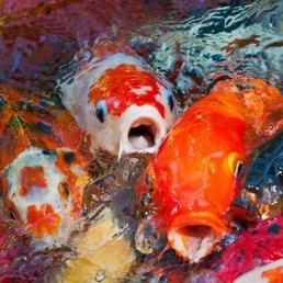 Feeding Koi