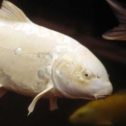 Koi fish virus