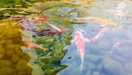 Koi in clear pool water