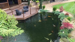 Koi pool and garden