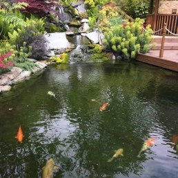 Client Koi Pool + Waterfall