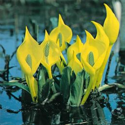 marginal bog plants - Lysichiton Americanus