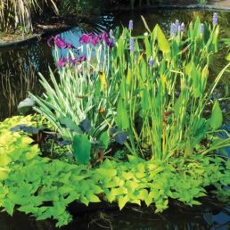 natural filtration plants for your pond