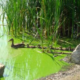 pond algae with ducks