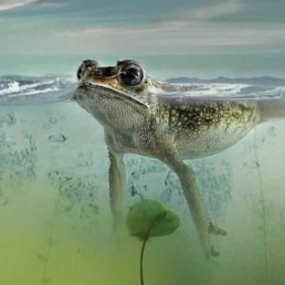 frog swimming in pond water treatments