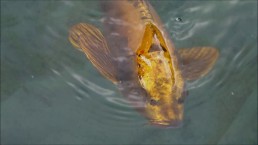 rare gold koi carp