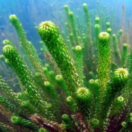 submerged pond plants - elodea