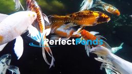 Perfect Ponds Design & Build - Koi fish pond